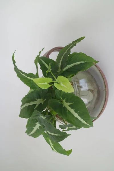 Kleine Grüne Zimmerpflanze Auf Der Teekanne — Stockfoto