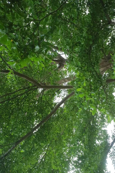 Ein Foto Des Baumes Mit Sattgrünen Blättern Tag — Stockfoto