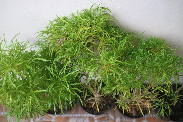 Yeşilin yemyeşil yapraklı fotoğrafı poliscias fruticosa