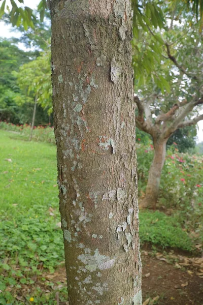 Zdjęcie Tekstury Młodego Duriana Pnia Drzewa Środku Trawiastego Ogrodu — Zdjęcie stockowe