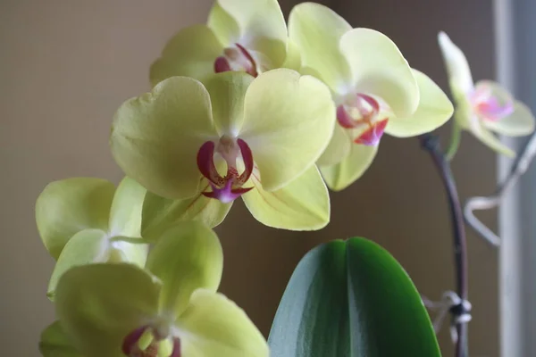 Una Foto Las Flores Hermosas Orquídea Amarillo Ligeramente Púrpura Luz —  Fotos de Stock