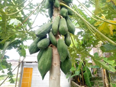 Evin yanında bir sürü papayanın asılı olduğu Papaya ağacının fotoğrafı.