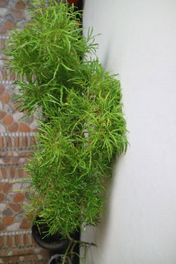 Yeşilin yemyeşil yapraklı fotoğrafı poliscias fruticosa