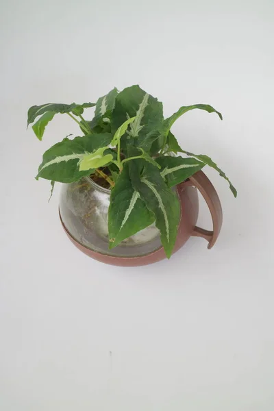 Small Green Indoor House Plant Teapot Photo — Stock Photo, Image