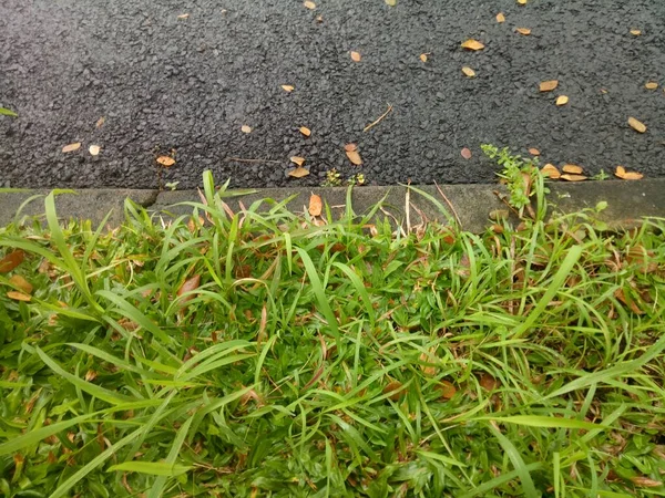 Photo Fresh Green Elephant Grass Side Road — Stok fotoğraf