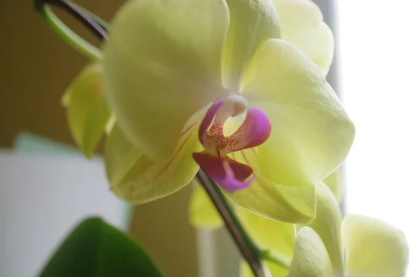 Una Foto Las Flores Hermosas Orquídea Amarillo Ligeramente Púrpura Luz —  Fotos de Stock