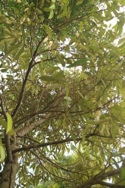 Gün boyunca yoğun durian ağacı fotoğrafı