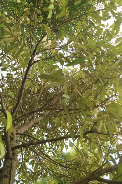 日中の高密度のドリアンの木 — ストック写真