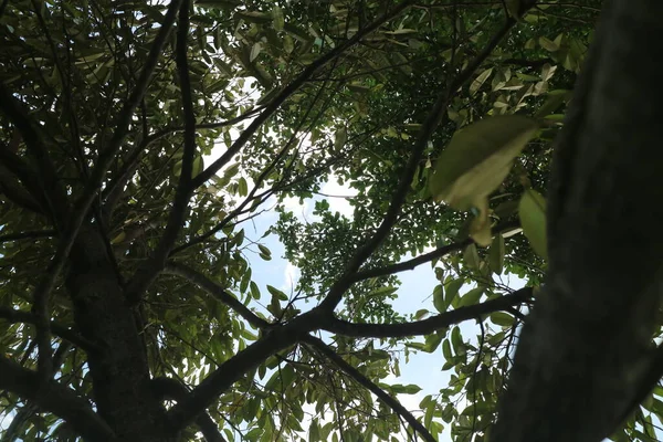 Schattiger Grüner Baum Nachmittag Foto — Stockfoto