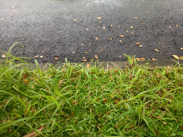 Photo Fresh Green Elephant Grass Side Road — Stok fotoğraf