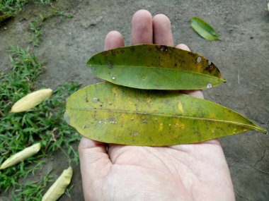 Yeşil bir Frangipani yaprağını tutan bir adamın fotoğrafı.