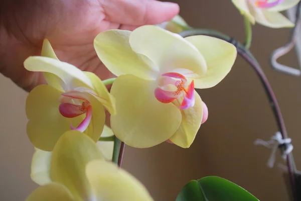 Una Foto Dei Bellissimi Fiori Orchidea Giallo Leggermente Viola Alla — Foto Stock