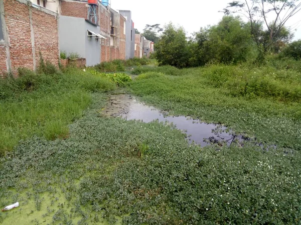 a photo of a swamp behind the house filled with water and grass