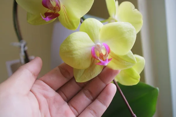 Egy Kép Gyönyörű Orchidea Virágok Sárga Enyhén Lila Fény Előtt — Stock Fotó
