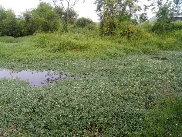 Photo Swamp House Filled Water Grass — Fotografia de Stock