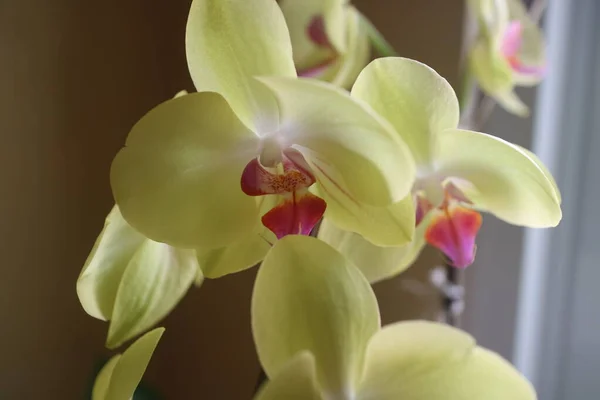 Une Photo Des Belles Fleurs Orchidée Jaune Légèrement Pourpre Lumière — Photo