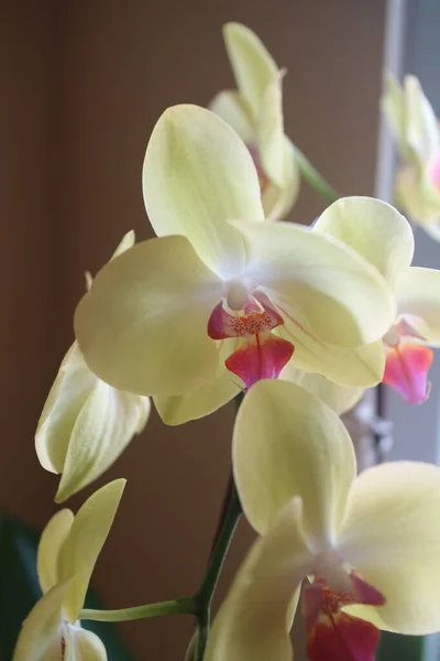 Una Foto Las Flores Hermosas Orquídea Amarillo Ligeramente Púrpura Luz —  Fotos de Stock