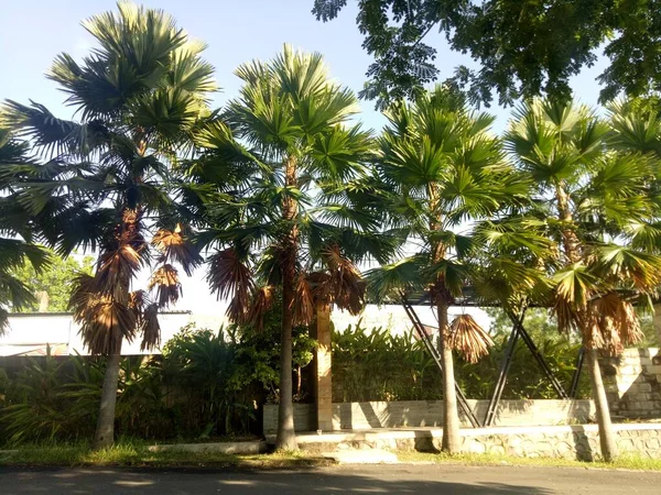 The photo of a shady palm trees line the roadside