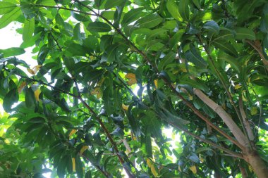 Yeşil yapraklı gölgeli bir mango ağacının fotoğrafı.