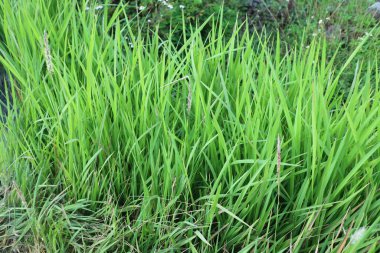 Yol kenarındaki taze yeşil çimlerin fotoğrafı.