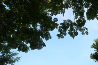 Sabahın köründe gölgeli bir ağacın fotoğrafı.