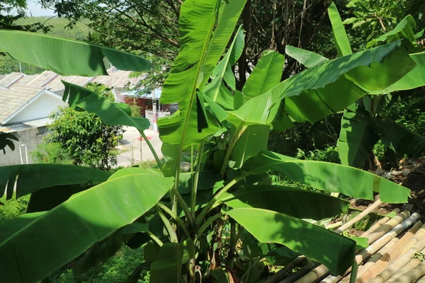 Μια Φωτογραφία Από Μια Μπανανιά Πράσινα Φύλλα Φυτρώνουν Στον Κήπο — Φωτογραφία Αρχείου