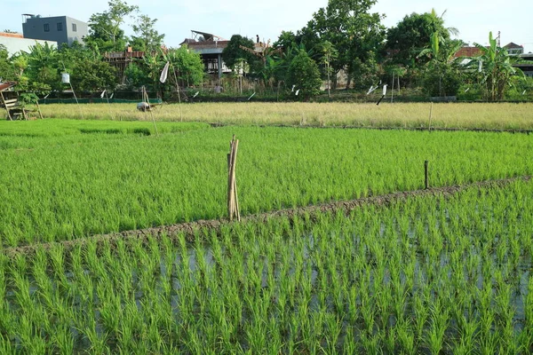 Una Foto Arrozal Con Arroz Verde Fresco — Foto de Stock