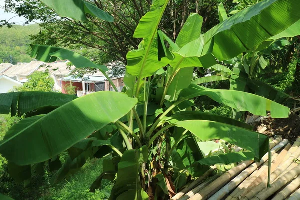 Zdjęcie Drzewa Bananowego Zielonymi Liśćmi Rosnącymi Ogrodzie — Zdjęcie stockowe