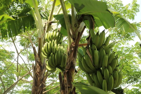 Uma Foto Uma Grande Banana Verde Ainda Pendurada Bananeira — Fotografia de Stock