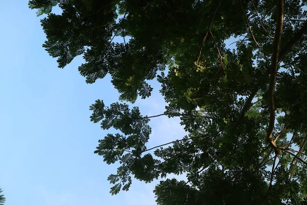 Photo Big Shady Tree Noon Morning — Stock Photo, Image