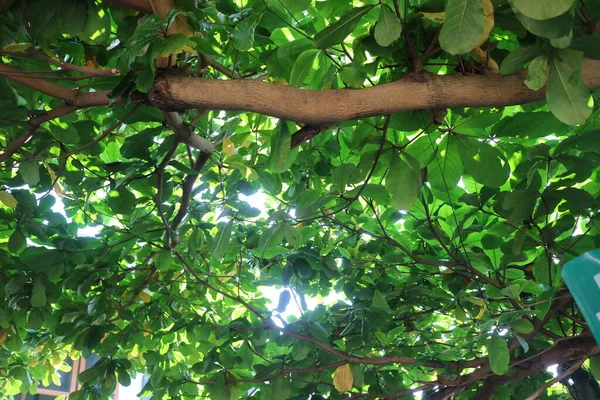 緑豊かなケタパンの木の写真です — ストック写真