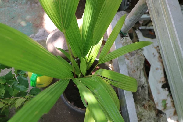 ココナッツの木の芽の植物の写真 — ストック写真