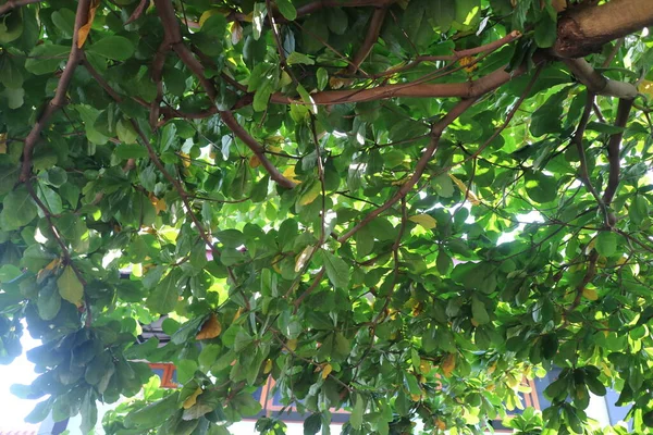 緑豊かなケタパンの木の写真です — ストック写真