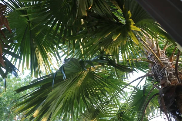 Zdjęcie Zielonych Szerokich Liści Palmowych Ogrodzie — Zdjęcie stockowe