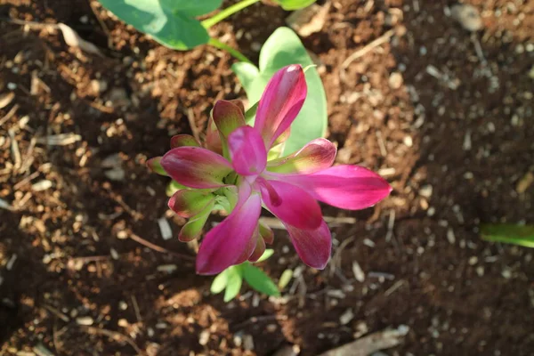 Uma Foto Uma Bela Planta Flor Aromática Curcuma — Fotografia de Stock