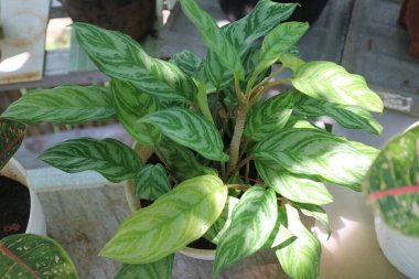 Bahçedeki Aglaonema Evleri adlı taze bir bitkinin fotoğrafı.