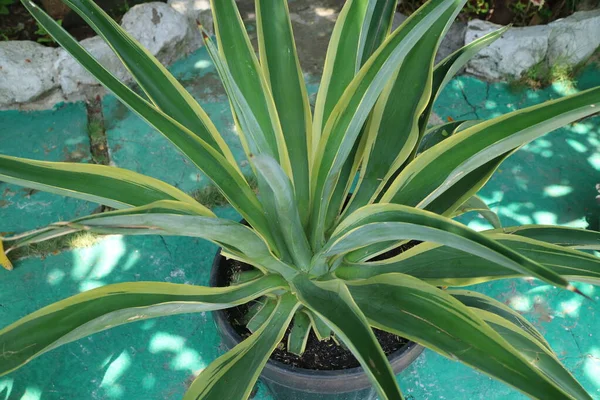 a photo of a plant with long, pointed leaves called Agave desmettiana