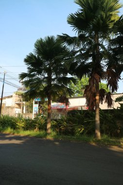 Yol kenarında büyük bir palmiye ağacının fotoğrafı.