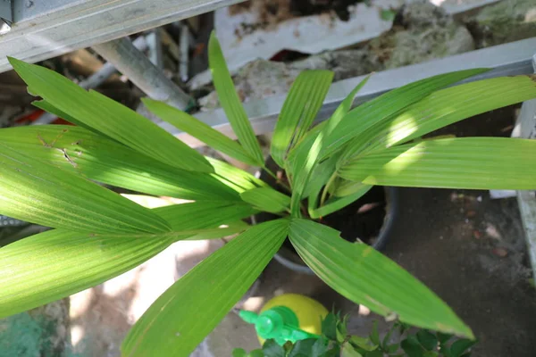 Een Foto Van Een Plant Van Kokosnoot Boom Knoppen — Stockfoto