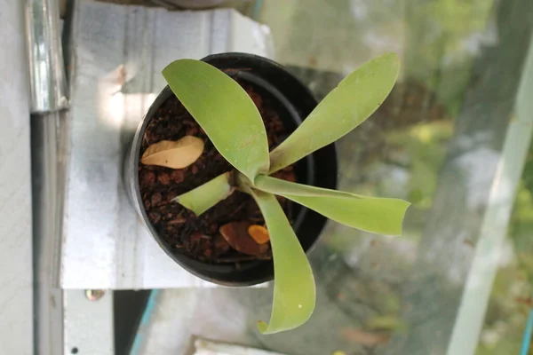 小さな黒いポットの観賞用植物の写真 — ストック写真
