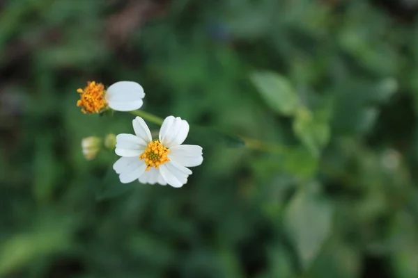 Ein Foto Einer Weißen Und Gelben Blüte Namens Bidens Alba — Stockfoto