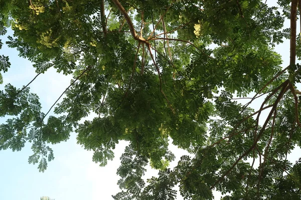 Ein Foto Von Einem Großen Schattigen Baum Mittag — Stockfoto