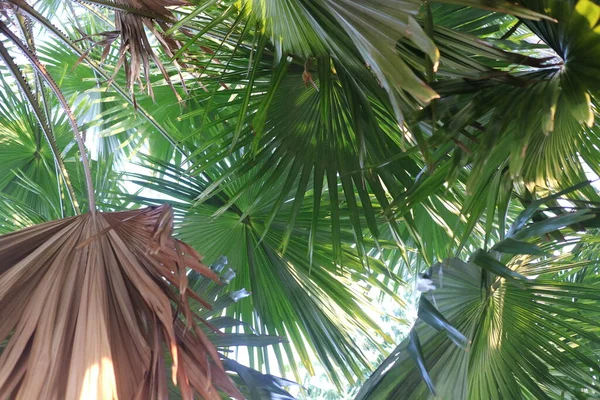 Une Photo Palmier Vert Large Dans Jardin — Photo