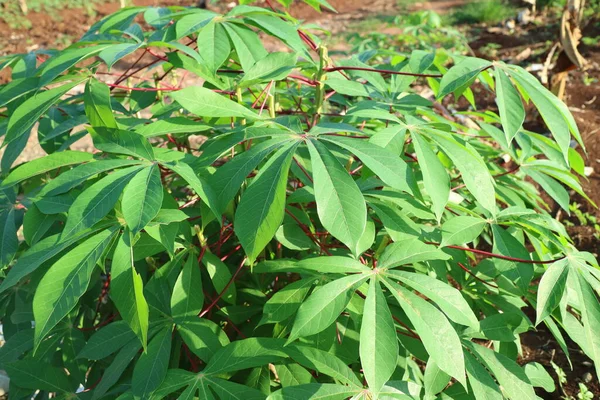 Zdjęcie Bujnych Zielonych Liści Rośliny Cassava — Zdjęcie stockowe