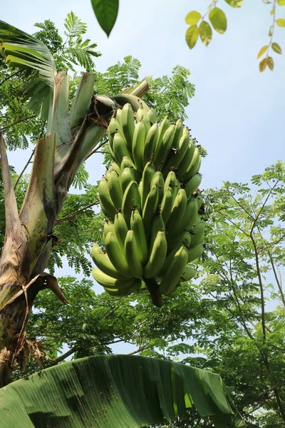 Uma Foto Uma Grande Banana Verde Ainda Pendurada Bananeira — Fotografia de Stock