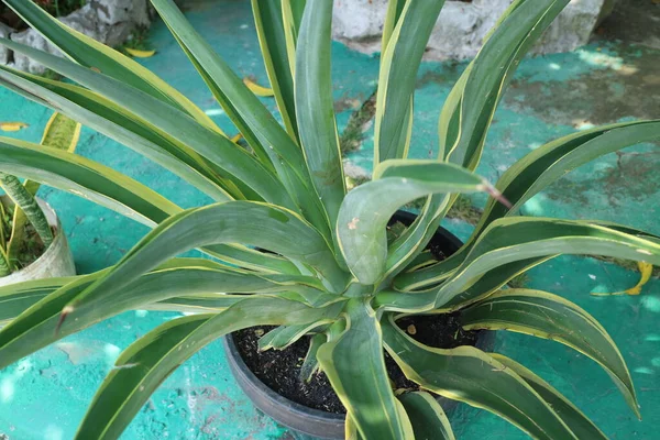 長い尖った葉を持つ植物Agave Desmettianaの写真です — ストック写真