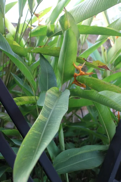 Una Foto Una Planta Ornamental Con Hojas Verdes Largas Llamada — Foto de Stock