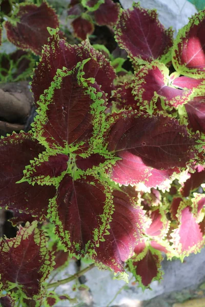 Photo Beautiful Mayana Leaves Plant Garden — Stock Photo, Image