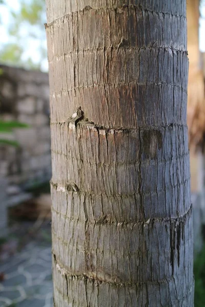Ein Foto Von Einem Braunen Grob Strukturierten Palmenstamm — Stockfoto