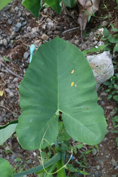 a photo of a green plant with broad, heart shaped leaves called taro plant